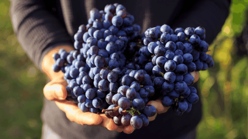 Aguascalientes: Wine Route With Tasting Included - Key Points
