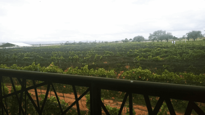 Aguascalientes: Wine Route With Tasting Included - Tasting Exquisite Local Wines