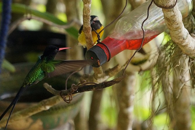 Ahhh Ras Natango Gallery and Garden Private Transfer - Guest Testimonials