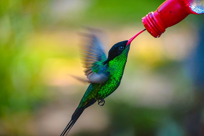Ahhh Ras Natango Gallery and Garden Private Transfer - Planning Your Visit
