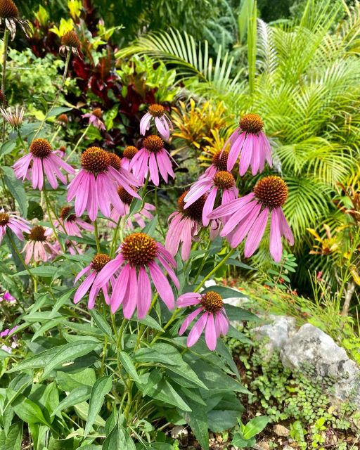 Ahhh Ras Natango Gallery and Garden With Transportation - Wedding Venue Options