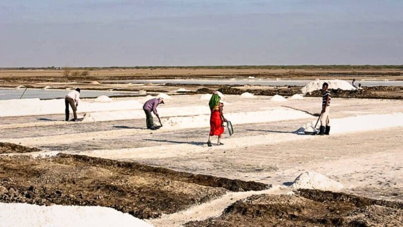 Ahmedabad: 3-Day Little Rann of Kutch Private Wildlife Tour - Itinerary Highlights
