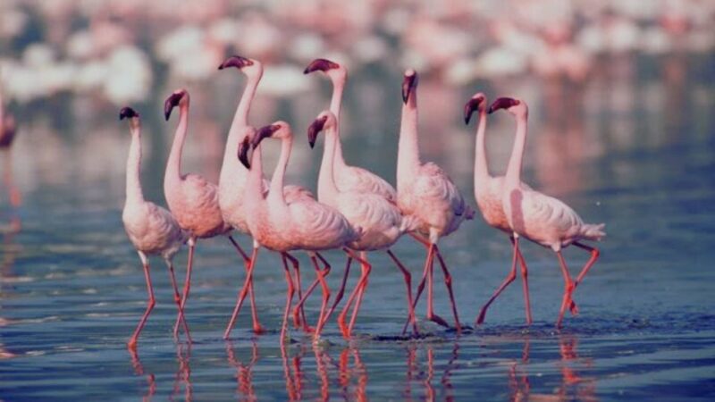 Ahmedabad: 3-Day Little Rann of Kutch Private Wildlife Tour - Included in the Tour