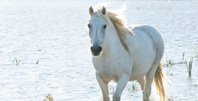 Aigues Mortes: Bike Safari - Ebike Tour in Camargue - Camargue Wildlife Exploration