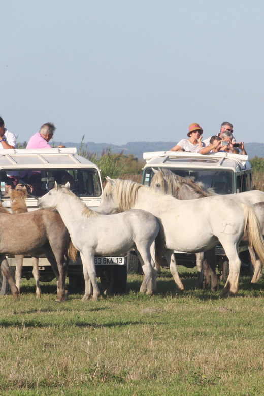 Aigues Mortes: Jeep Photo Safari in Camargue - Key Points