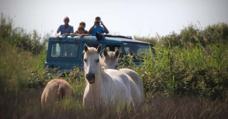 Aigues Mortes: Jeep Photo Safari in Camargue - Pricing and Booking