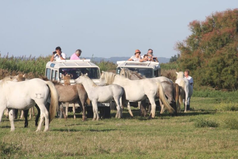 Aigues Mortes: PRIVATE Jeep Photo Safari in Camargue - Tour Details