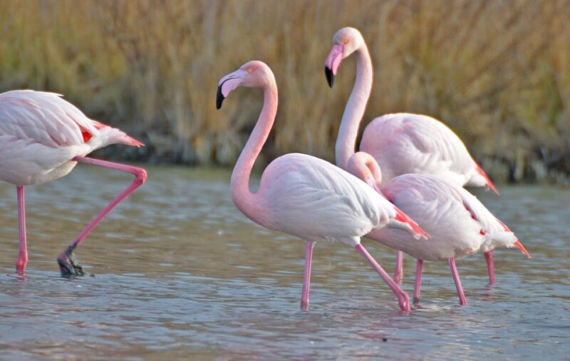 Aigues Mortes: PRIVATE Jeep Photo Safari in Camargue - Wildlife and Photography
