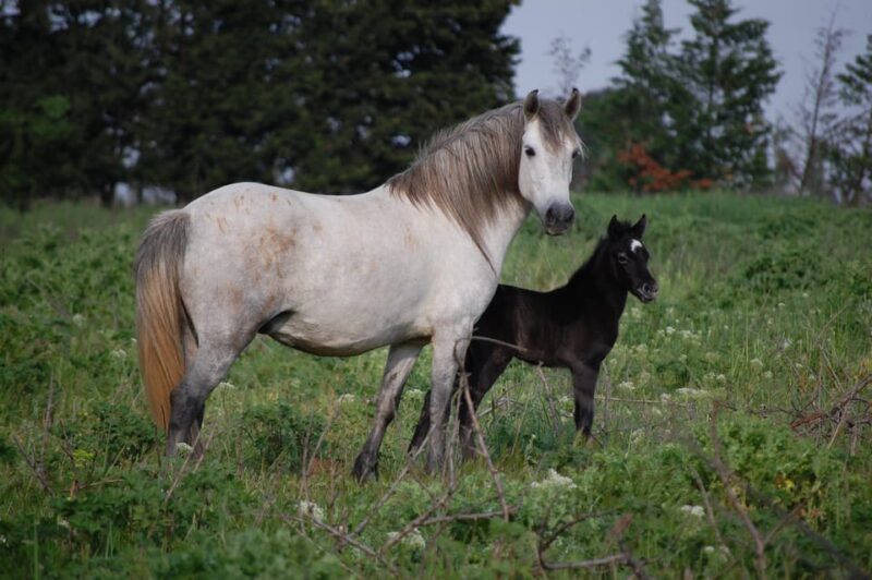 Aigues Mortes: PRIVATE Jeep Photo Safari in Camargue - Camargue Culture and Traditions