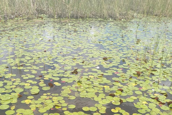 Air Boat Tour of Palm Beach in The Swamp Monster - Accessibility and Participation Details