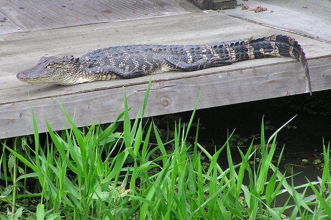 Airboat and Plantations Tour With Gourmet Lunch From New Orleans - Tour Details and Inclusions
