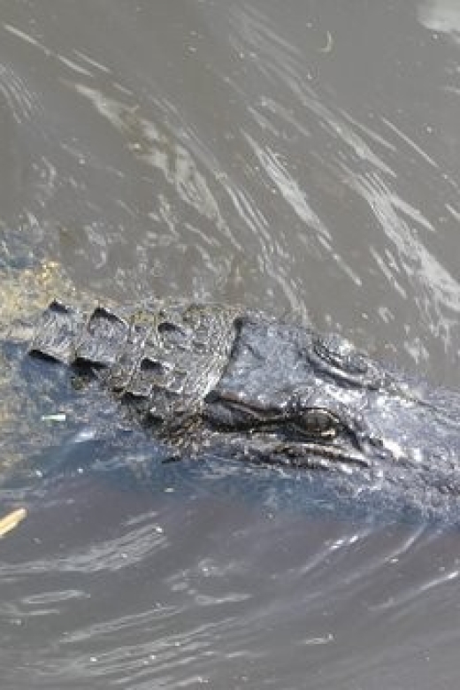 Airboat Tour of Louisiana Swamps - Pricing Details