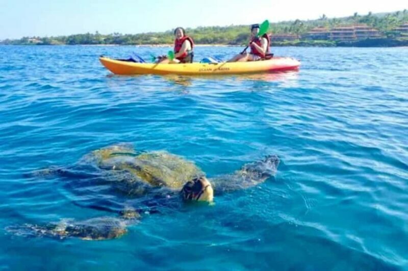 Airlie Beach: Half Day Turtle Tour Sea Kayaking Adventure - Introduction to the Tour Experience