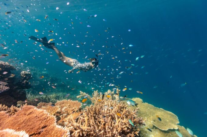 Airlie Beach: Outer Barrier Reef Snorkeling Day Trip - Frequently Asked Questions