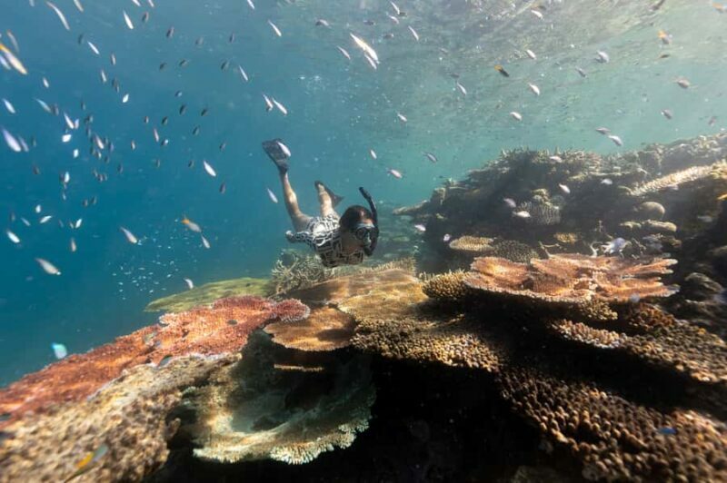 Airlie Beach: Outer Great Barrier Reef Snorkeling Day Trip - The Experience in Detail
