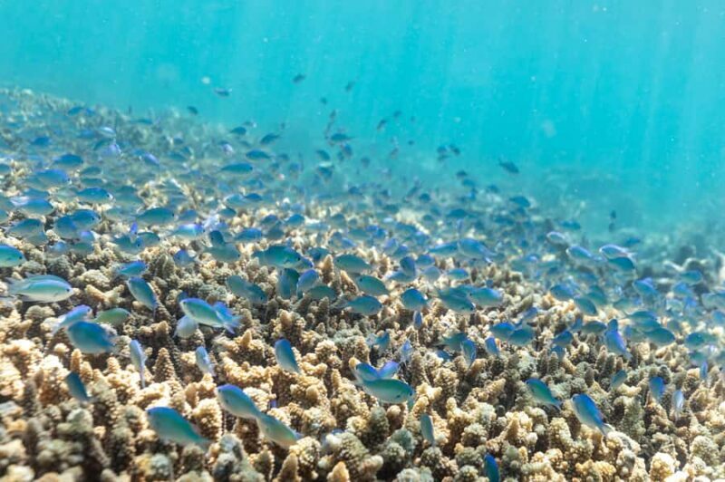 Airlie Beach: Outer Great Barrier Reef Snorkeling Day Trip - Final Thoughts