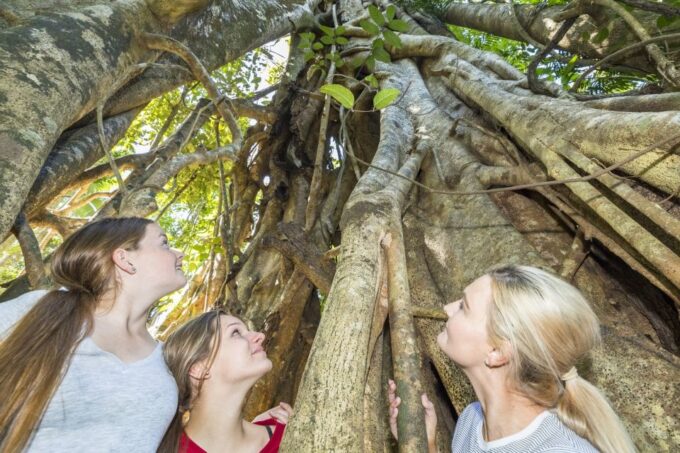 Airlie Beach: Segway Rainforest Discovery Tour - Recap