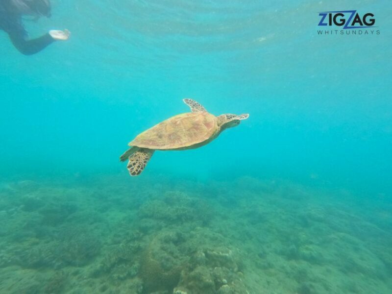 Airlie Beach: Whitehaven Beach Day Tour with Snorkel Option - Who Will Love This Tour?