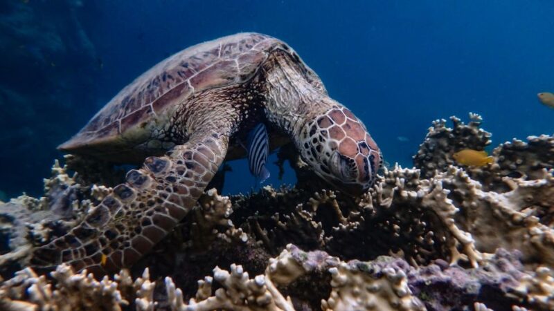 Airlie Beach: Whitsunday Island Sail, SUP & Snorkel Day Tour - Onboard Amenities