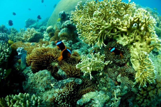 Airlie Beach: Whitsunday Island Sail, SUP & Snorkel Day Tour - Meeting Location
