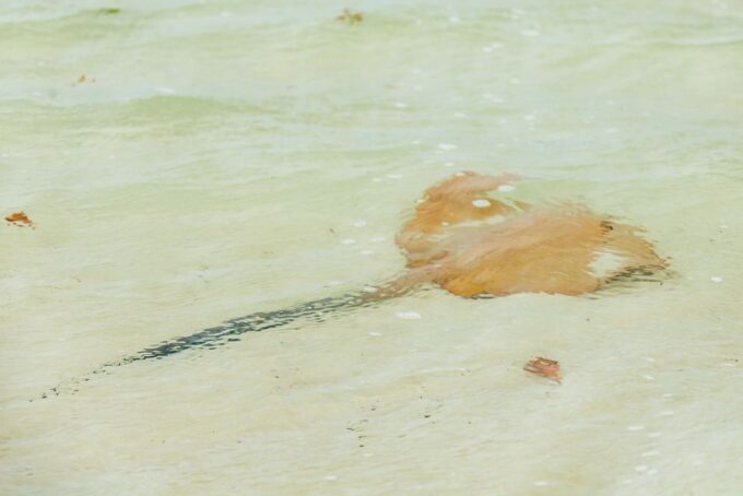 Airlie Beach: Whitsundays Full-Day Camira Sailing Adventure - Frequently Asked Questions