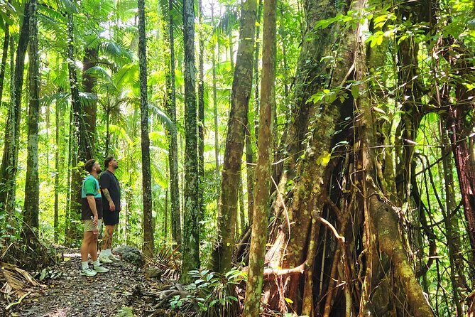 Airlie Waterfalls & Rainforest Bushwalk Eco Adventure - What’s Included and What to Consider