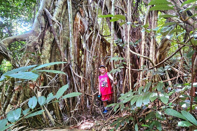 Airlie Waterfalls & Rainforest Bushwalk Eco Adventure - The Sum Up