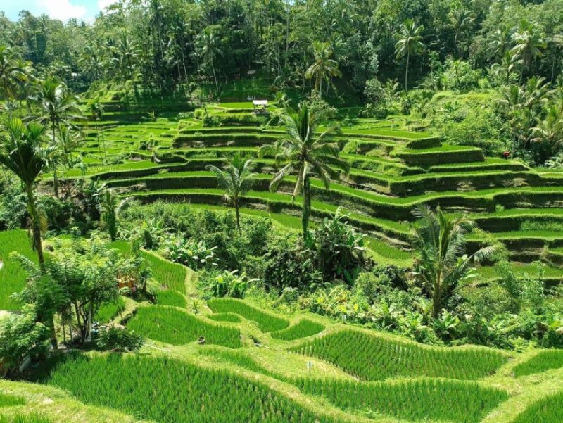 Airport & Hotel Transfer, Highlight Tour& Full Day Tour Bali - Visitor Requirements