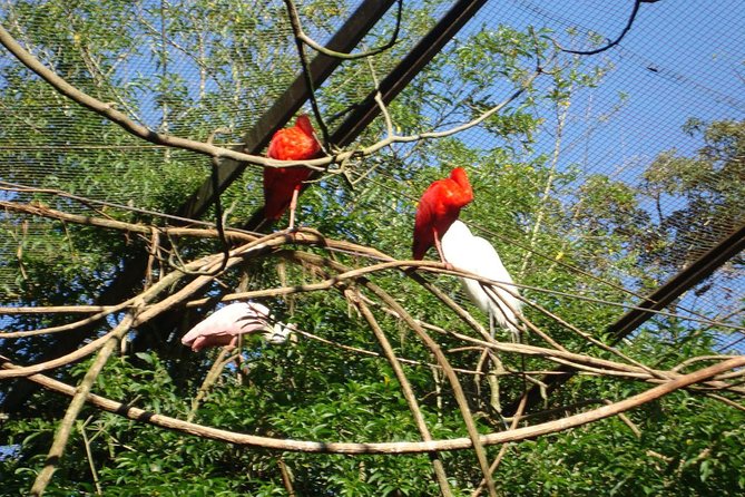 Airport IGU Round Trip & IGUassu Falls Brazilian Side & Bird Park - Pricing and Inclusions