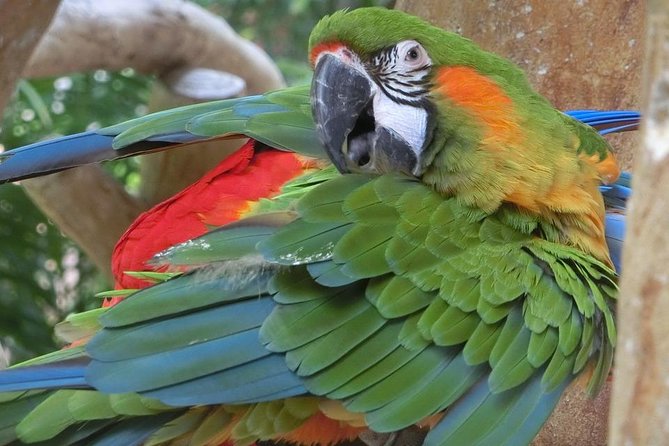 Airport IGU Round Trip & IGUassu Falls Brazilian Side & Bird Park - Recap