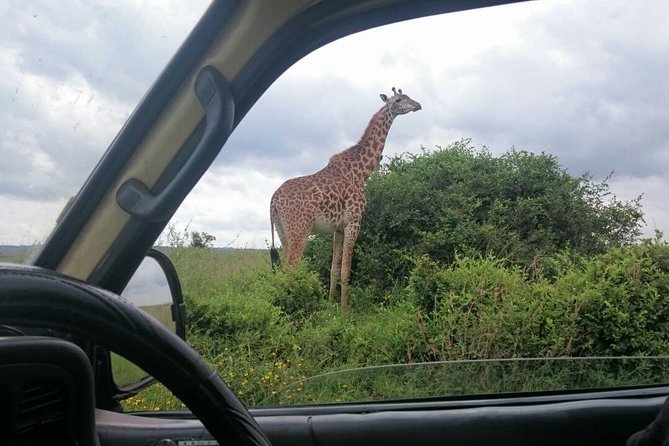 Airport Pick Up To Nairobi National Park / Drop Off - Park Entry Fees