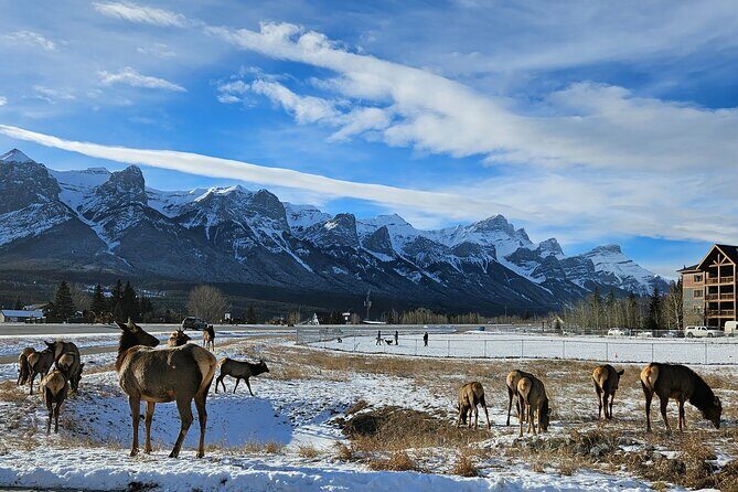 Airport Pickup & Private Tour from Calgary to The Rockies! - What You’ll Love About This Tour