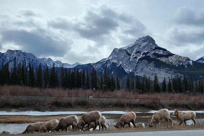 Airport Pickup & Private Tour from Calgary to The Rockies! - What Travelers Say