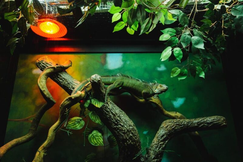 Airport Round Trip Free Angkor Wildlife/Aquarium Ticket - Ticket Inclusions