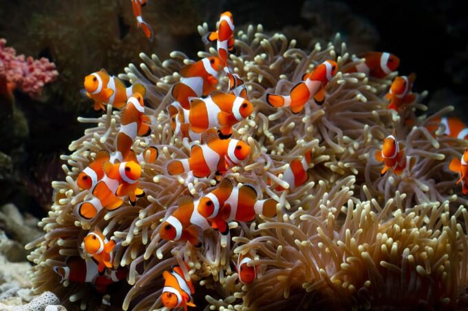 Airport Round Trip Free Angkor Wildlife/Aquarium Ticket - Visit Duration