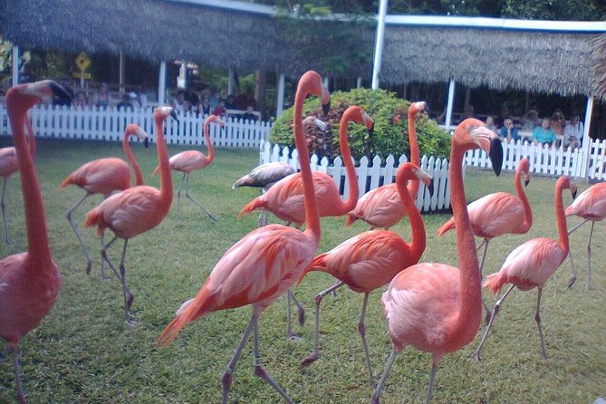 Airport to Atlantis Private Transportation Service and Paradise Island Hotels - Pricing and Reviews
