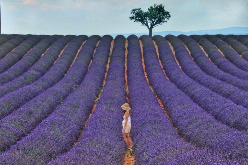 Aix-en-Provence: Day Trip to the Valensole Lavender Fields - Key Points