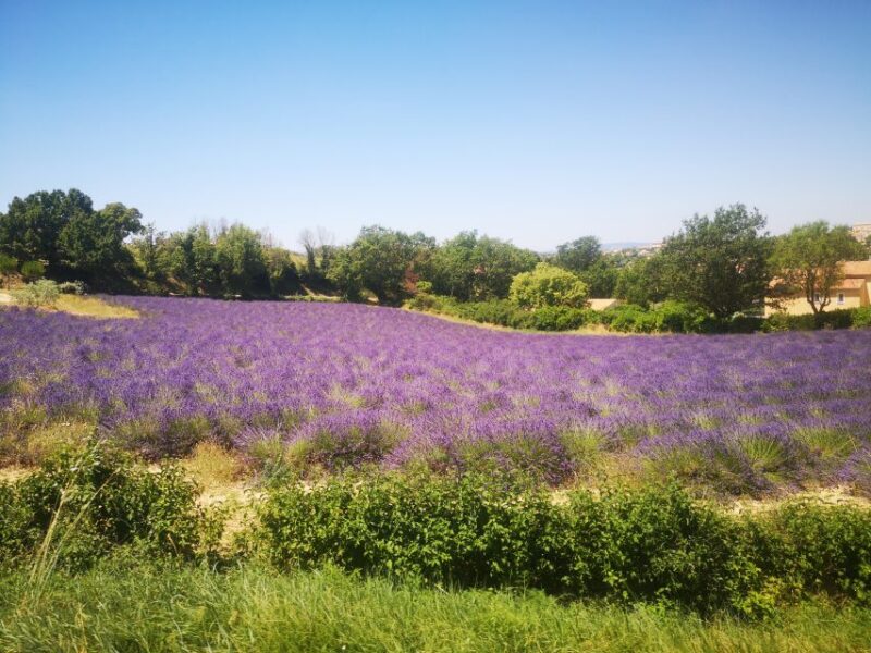 Aix-en-Provence: Day Trip to the Valensole Lavender Fields - Itinerary Details
