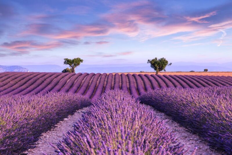 Aix-en-Provence: Day Trip to the Valensole Lavender Fields - Exploring the Valensole Lavender Fields