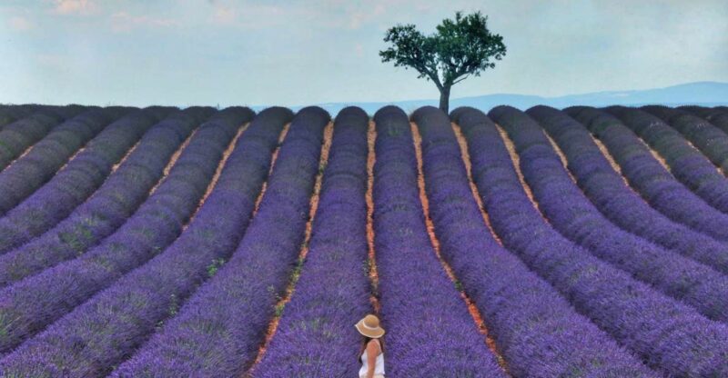 Aix-en-Provence: Day Trip to the Valensole Lavender Fields - Frequently Asked Questions