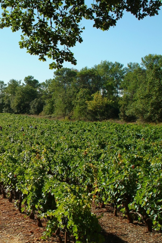 Aix-En-Provence: Half Day Wine Tour in Coteaux D'aix - Wine Classification and Varieties