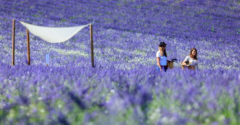 Aix-en-Provence: Lavender Fields Visit - Encounter Provences Family History and Lavender Significance
