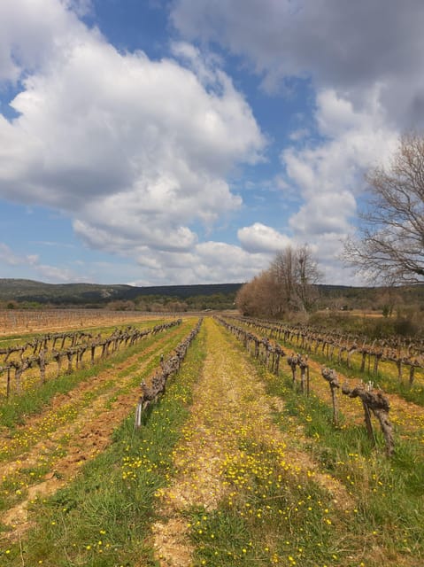 Aix & Marseille: Sainte Victoire Horse Ride, Picnic & Wine - Culinary Delight