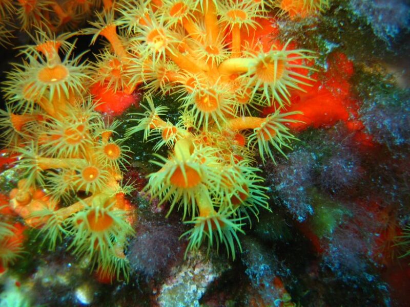 Ajaccio: Beginners Scuba Dive With Experienced Instructor - Snorkeling With Vibrant Marine Life