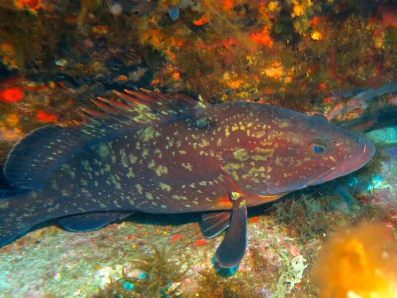Ajaccio: Beginners Scuba Dive With Experienced Instructor - Scuba Diving Equipment and Instruction