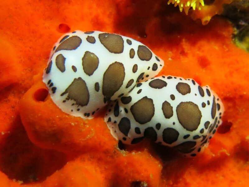 Ajaccio: Beginners Scuba Dive With Experienced Instructor - Meeting Point and Arrival Details