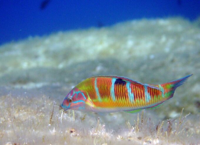 Ajaccio: Beginners Scuba Dive With Experienced Instructor - What to Expect During the Dive