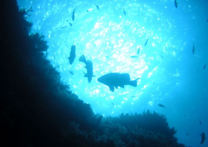 Ajaccio: Beginners Scuba Dive With Experienced Instructor - Booking Information and Availability