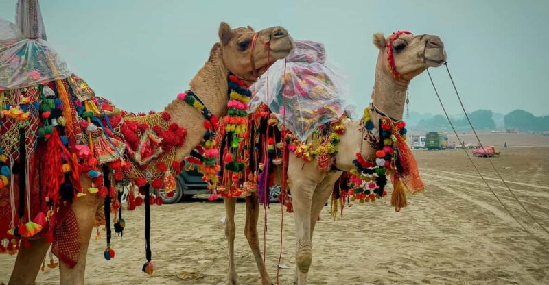 Ajmer Pushkar Day Trip From Jaipur - Transportation Details