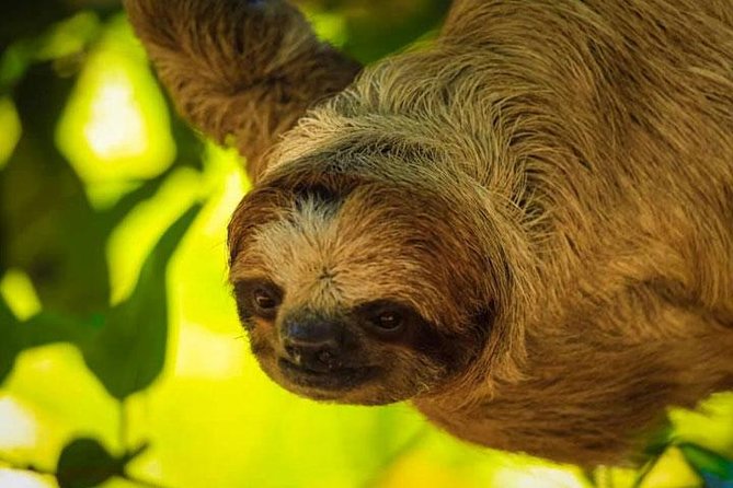 AJs Sloth & Monkeys Family Excursion, City Tour & Private Transfer - Inclusions and Highlights